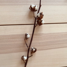 Load image into Gallery viewer, Cotton Stem