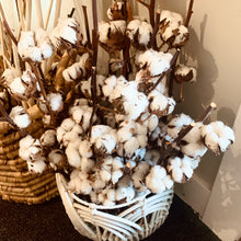 Load image into Gallery viewer, Cotton Stem