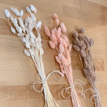 Load image into Gallery viewer, Phalaris