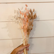 Load image into Gallery viewer, Phalaris