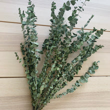 Load image into Gallery viewer, Eucalyptus - Baby Blue