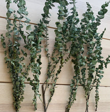 Load image into Gallery viewer, Eucalyptus - Baby Blue