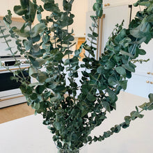 Load image into Gallery viewer, Eucalyptus - Baby Blue