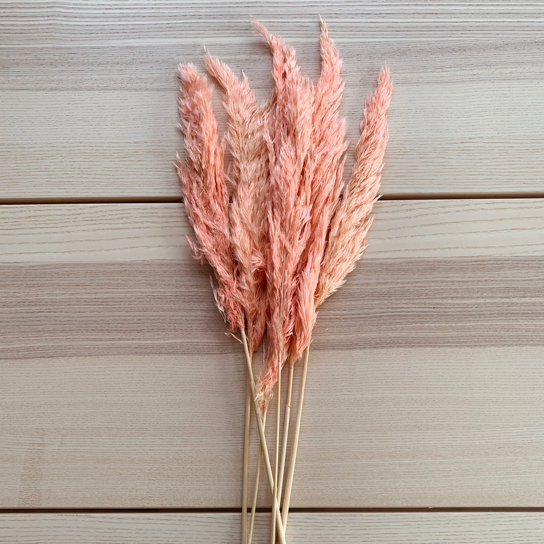 Small Pampas - Pink - 6 stems