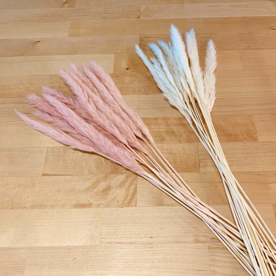 X-Small Pampas - 10 stems - Pink